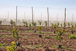 Image du Maroc Professionnelle de  Des fermes de grandes dimensions avec des terres agricoles qui ont profité de l’épierrage, d'un tri et enfin du broyage des roches cela a permis de créer des champs de grandes dimensions que l’on a divisés en zones séparées par des filets dans le but de les protéger contre l'action du vent. Avant de procédé à la plantation des orangers on avait équipé le sol d’un système moderne d'arrosage qui laisse passer l’eau petit à petit, dit "goutte à goutte" dans une nouvelle ferme moderne à Chichaoua, Mardi 27 Février 2007. (Photo / Abdeljalil Bounhar) 